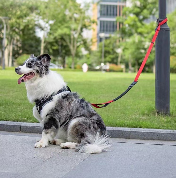 Leash, Harness, and Collar Set for Pets