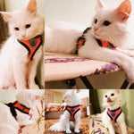 PfotenGlück Verstellbares Katzen Hund Geschirr Weste Mesh - Bequem Und Sicher Für Kleine Bis Mittelgroße Haustiere - flohmarkt-deutschland.shop